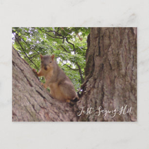 Just Saying Hi, Cute Squirrel in Tree Postcard