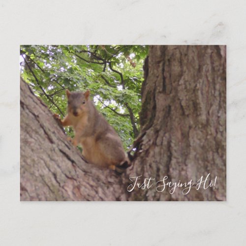 Just Saying Hi Cute Squirrel in Tree Postcard