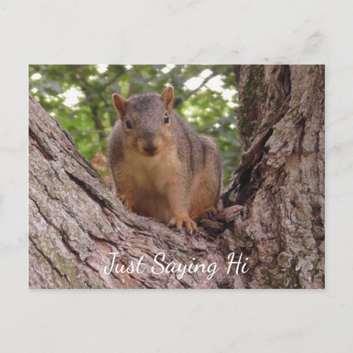 Just Saying Hi Cute Squirrel in Tree Postcard