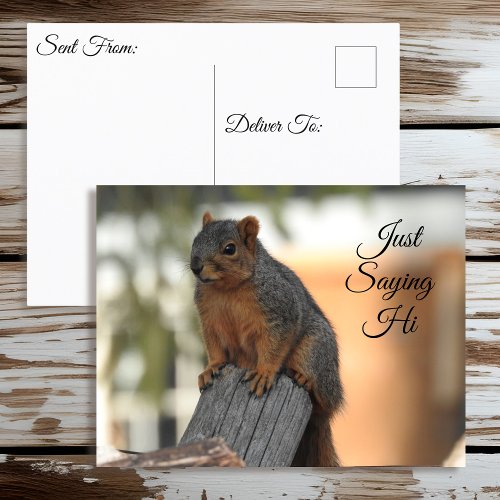 Just Saying Hi  Cute Squirrel Photo Postcard