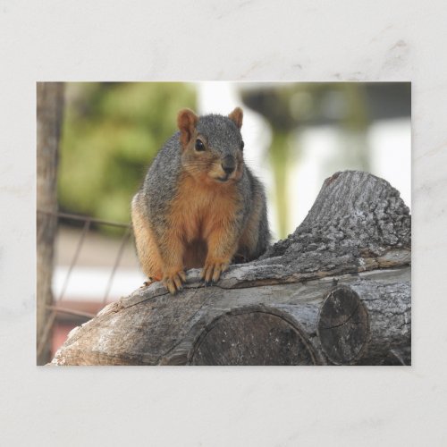 Just Saying Hi  Cute Squirrel Photo Postcard