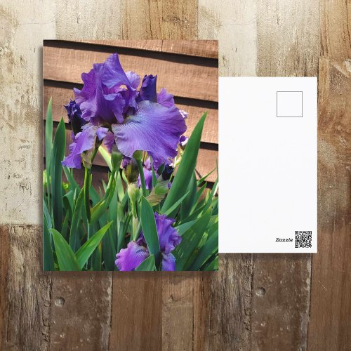 Just Saying Hi Purple Iris Postcard