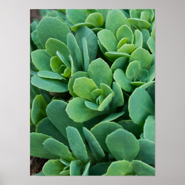 Just Sedum Poster (Front)