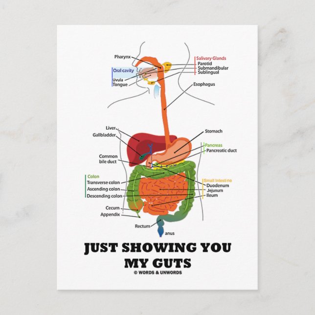Just Showing You My Guts (Black Font Digestive) Postcard (Front)