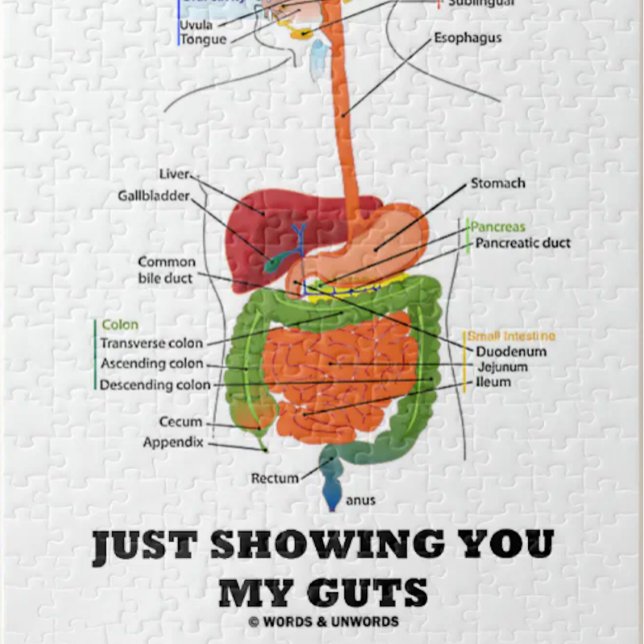 Just Showing You My Guts (Digestive System Humor) Jigsaw Puzzle (Jigsaw puzzle featuring human digestive system along with truism caption "Just Showing You My Guts".)