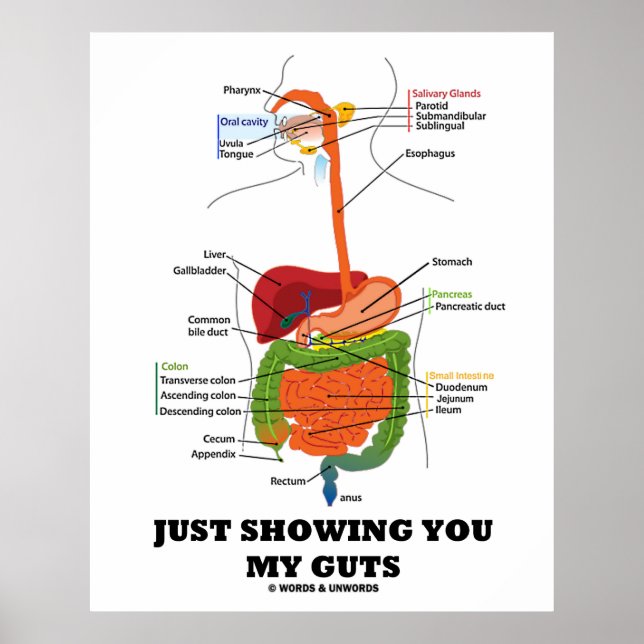 Just Showing You My Guts (Digestive System Humor) Poster (Front)