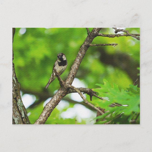 Just Sitting Around Postcard (Front)