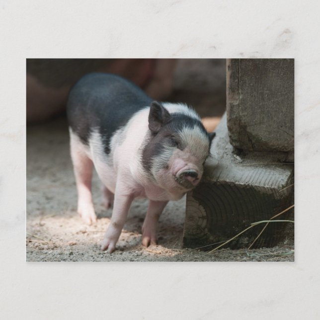 Just The Right Spot Piglet Postcard (Front)