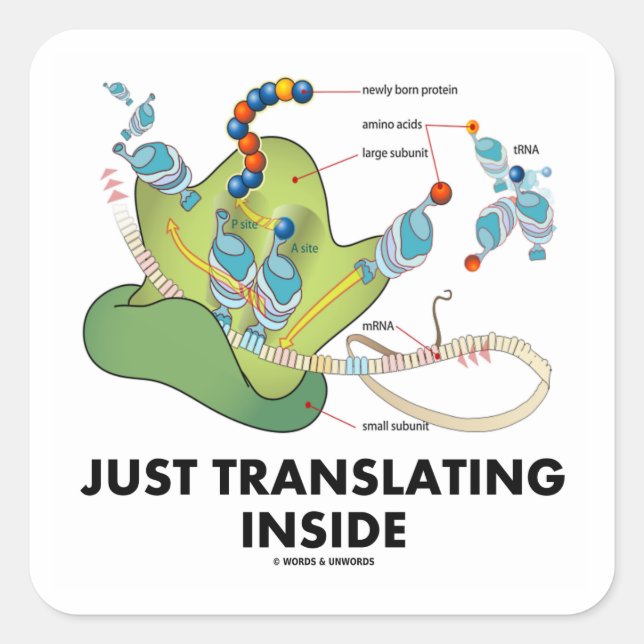 Just Translating Inside (Protein Synthesis) Square Sticker (Front)