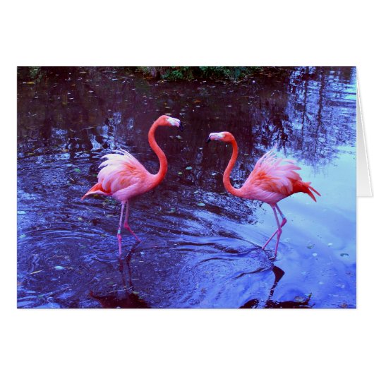 Just two flamingos (Front Horizontal)