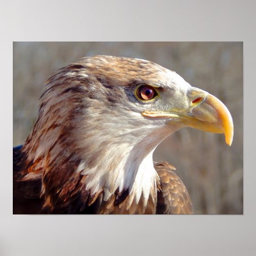 Juvenile American Bald Eagle Poster
