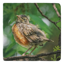 Juvenile American Robin Stone Trivet