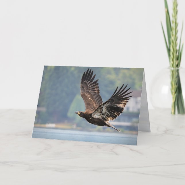 Juvenile Bald Eagle Above Lake Washington Blank Holiday Card (Front)