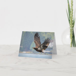 Juvenile Bald Eagle Above Lake Washington Blank Holiday Card