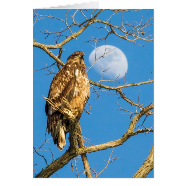 Juvenile Bald Eagle and the Moon Cards (Front)