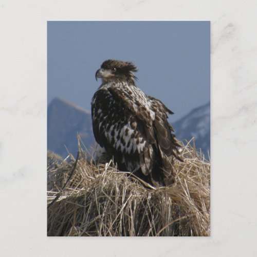 Juvenile Bald Eagle by the Shore Postcard