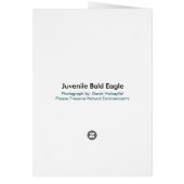 Juvenile Bald Eagle - Cards (Back)