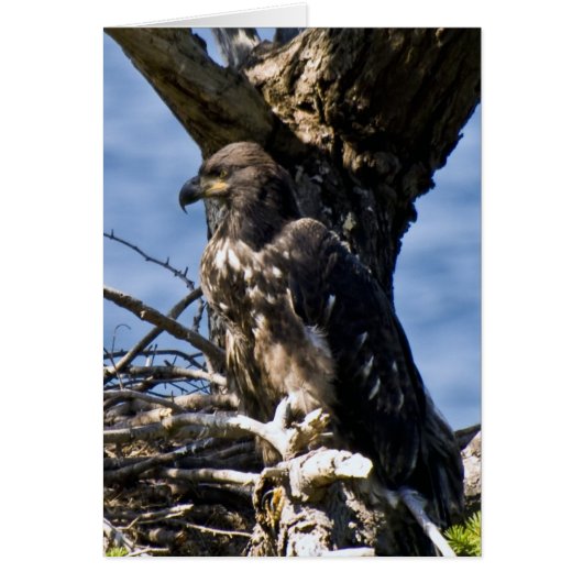 Juvenile Bald Eagle - Cards (Front)