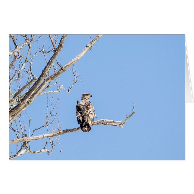 Juvenile Bald Eagle Cards (Front Horizontal)