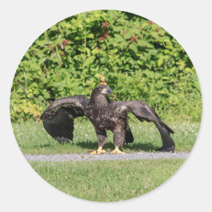 Juvenile Bald Eagle Classic Round Sticker