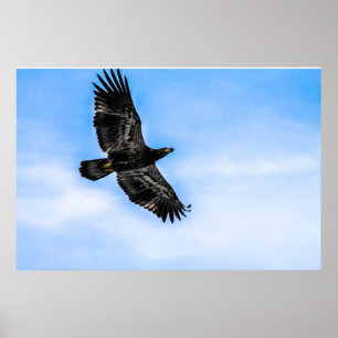 Juvenile Bald Eagle (Flight) Poster