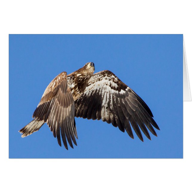 Juvenile Bald Eagle In Flight Cards (Front Horizontal)