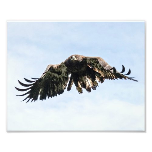 Juvenile Bald Eagle in Flight  Photo Print