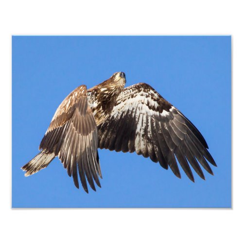 Juvenile Bald Eagle In Flight Photo Print