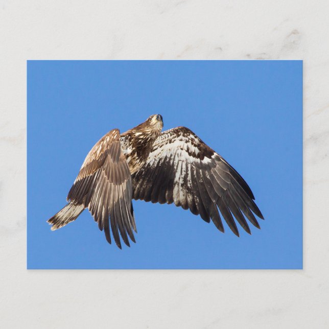 Juvenile Bald Eagle In Flight Postcard (Front)