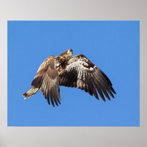 Juvenile Bald Eagle In Flight Poster