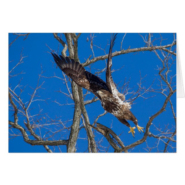Juvenile Bald Eagle Launch Cards (Front Horizontal)
