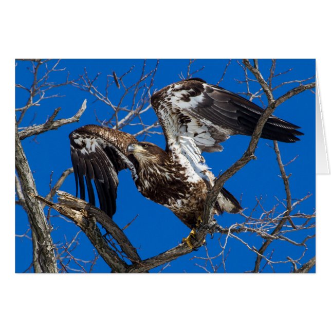 Juvenile Bald Eagle Leap Into Flight Cards (Front Horizontal)