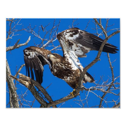 Juvenile Bald Eagle Leap Into Flight Photo Print