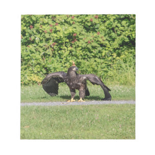 Juvenile Bald Eagle Notepad