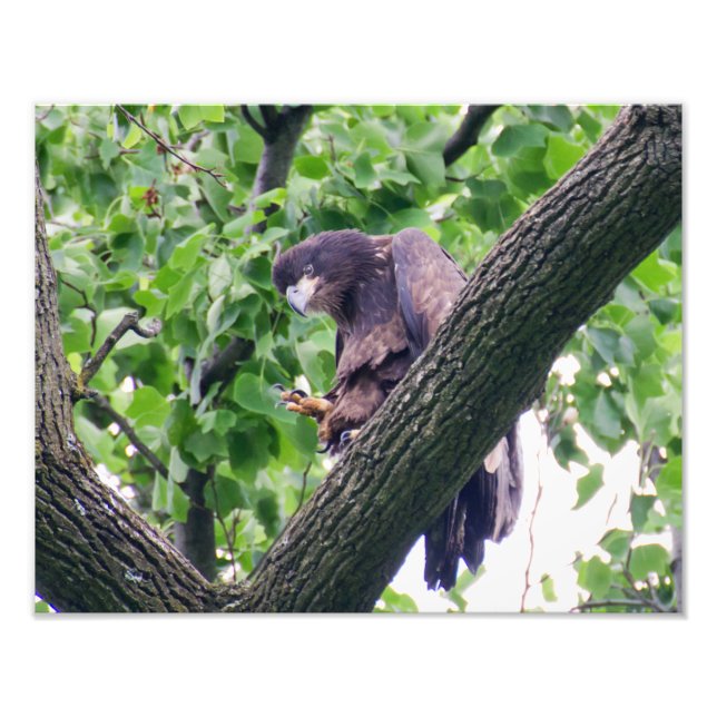 Juvenile Bald Eagle Photo Print (Front)