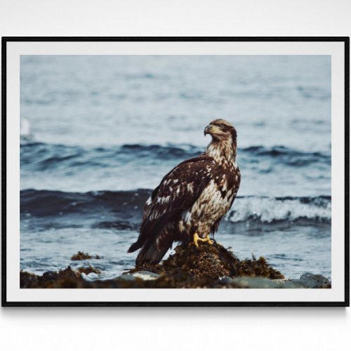 Juvenile Bald Eagle Photography Poster 