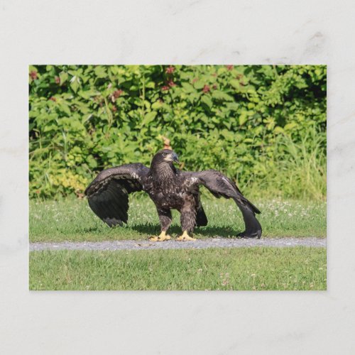 Juvenile Bald Eagle Postcard