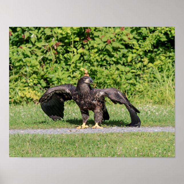 Juvenile Bald Eagle Poster (Front)
