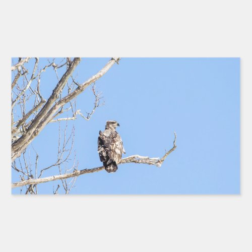 Juvenile Bald Eagle Rectangular Sticker