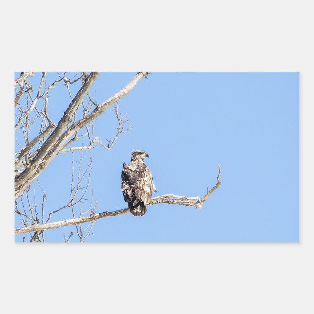 Juvenile Bald Eagle Rectangular Sticker (Front)