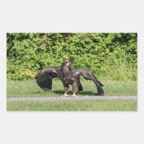 Juvenile Bald Eagle Rectangular Sticker