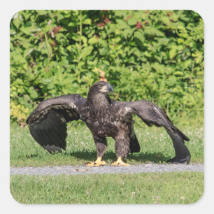 Juvenile Bald Eagle Square Sticker