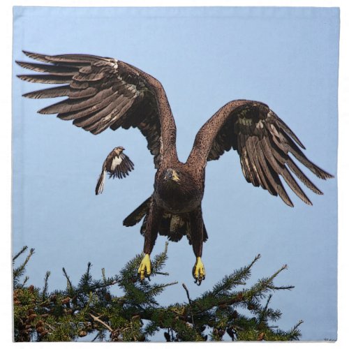 Juvenile Bald Eagle taking off Napkin