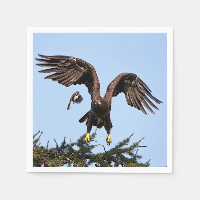 Juvenile Bald Eagle taking off Paper Napkins (Front)