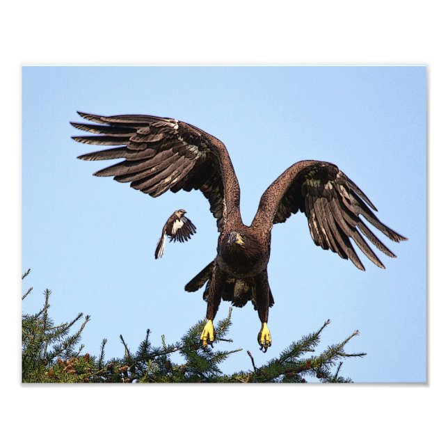 Juvenile Bald Eagle taking off Photo Print (Front)