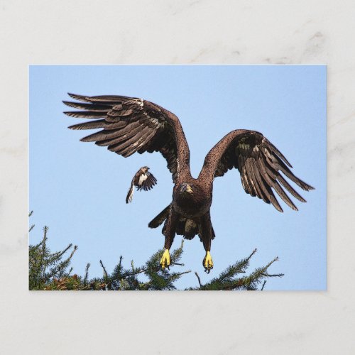 Juvenile Bald Eagle taking off Postcard