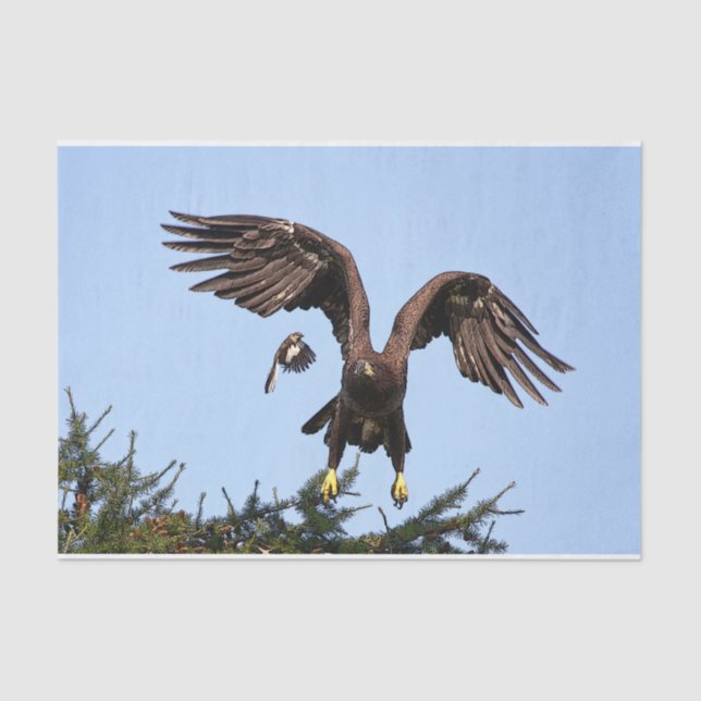 Juvenile Bald Eagle taking off Tissue Paper (Front)