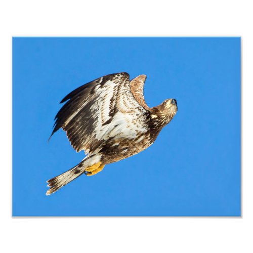 Juvenile Bald Eagle Up And Up Photo Print