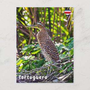 Juvenile Bare-throated Tiger Heron in Tortuguero Postcard