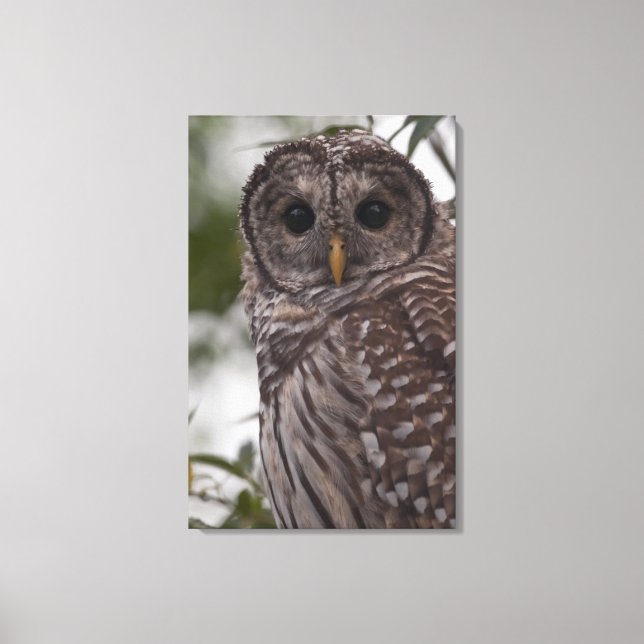 Juvenile Barred Owl (Strix varia) Canvas Print (Front)